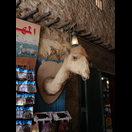 Dieses Kamel hatte bereits bessere Tage gesehen